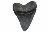 Serrated, Fossil Megalodon Tooth - South Carolina #360782-2